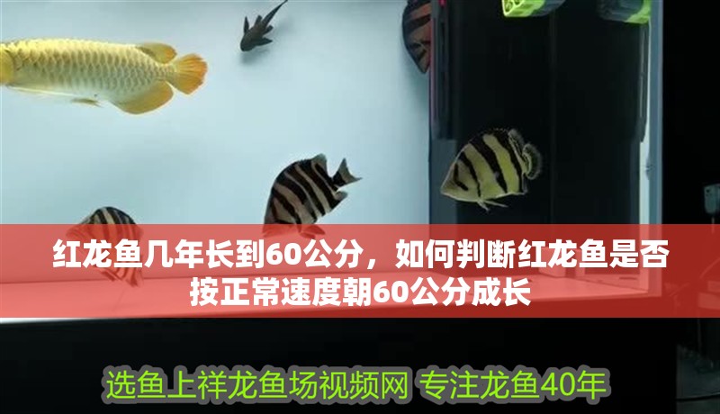 紅龍魚幾年長到60公分，如何判斷紅龍魚是否按正常速度朝60公分成長