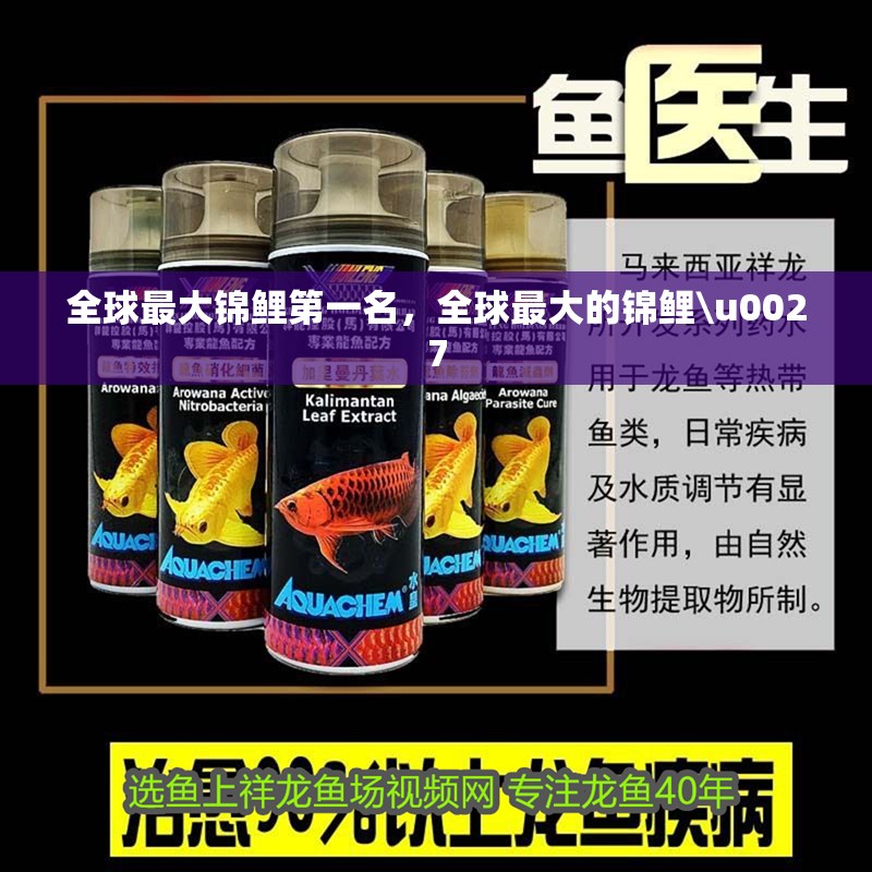 全球最大錦鯉第一名，全球最大的錦鯉\u0027 全球最大錦鯉第一名，全球最大的錦鯉\u0027 龍魚論壇
