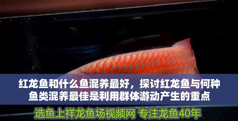 紅龍魚和什么魚混養最好，探討紅龍魚與何種魚類混養最佳是利用群體游動產生的重點 紅龍魚和什么魚混養最好，探討紅龍魚與何種魚類混養最佳是利用群體游動產生的重點 水族問答