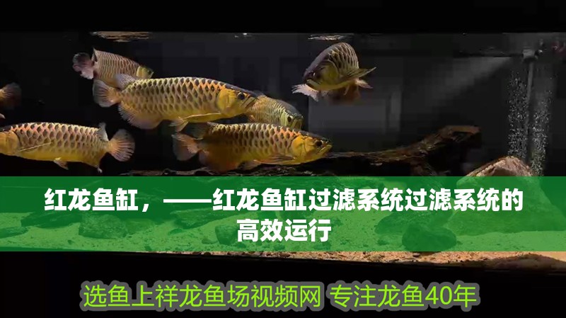 紅龍魚缸，——紅龍魚缸過(guò)濾系統(tǒng)過(guò)濾系統(tǒng)的高效運(yùn)行