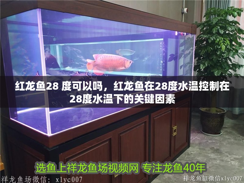 紅龍魚28 度可以嗎，紅龍魚在28度水溫控制在28度水溫下的關鍵因素