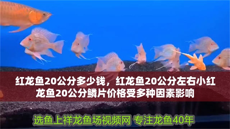 紅龍魚20公分多少錢，紅龍魚20公分左右小紅龍魚20公分鱗片價格受多種因素影響