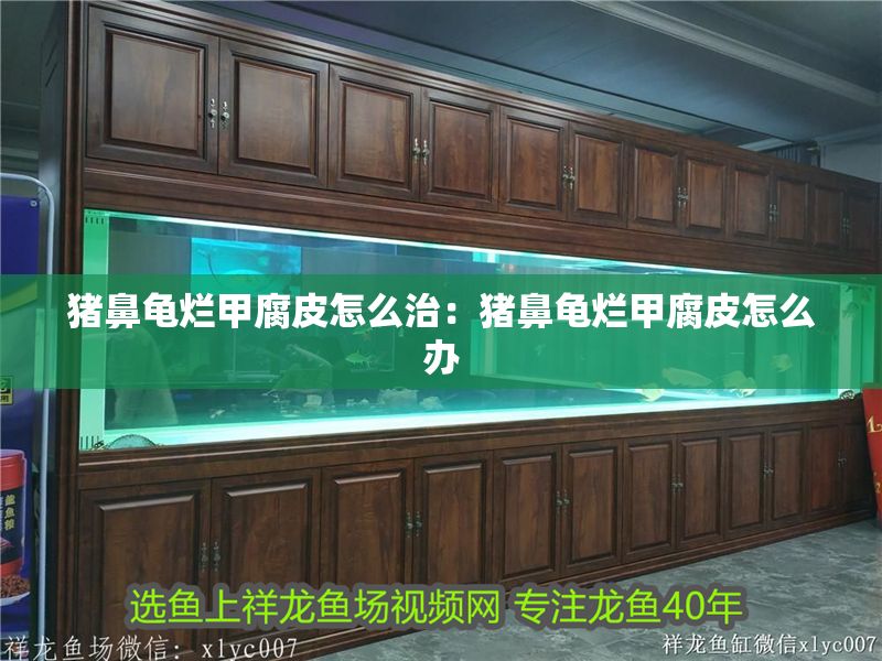 豬鼻龜爛甲腐皮怎么治：豬鼻龜爛甲腐皮怎么辦