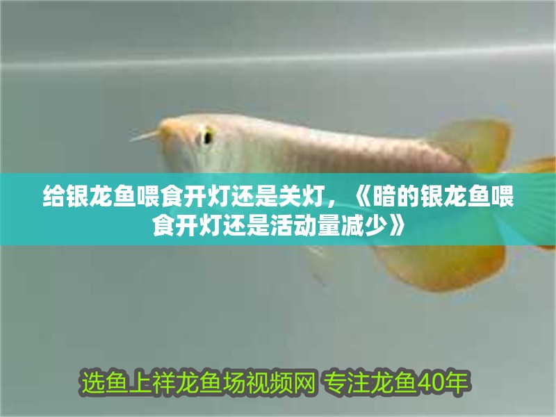 給銀龍魚喂食開燈還是關燈，《暗的銀龍魚喂食開燈還是活動量減少》