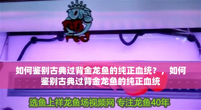 如何鑒別古典過背金龍魚的純正血統？，如何鑒別古典過背金龍魚的純正血統