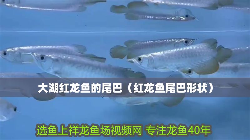 大湖紅龍魚的尾巴（紅龍魚尾巴形狀）