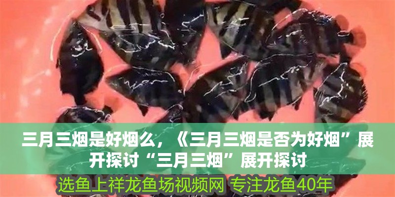 三月三煙是好煙么，《三月三煙是否為好煙”展開探討“三月三煙”展開探討