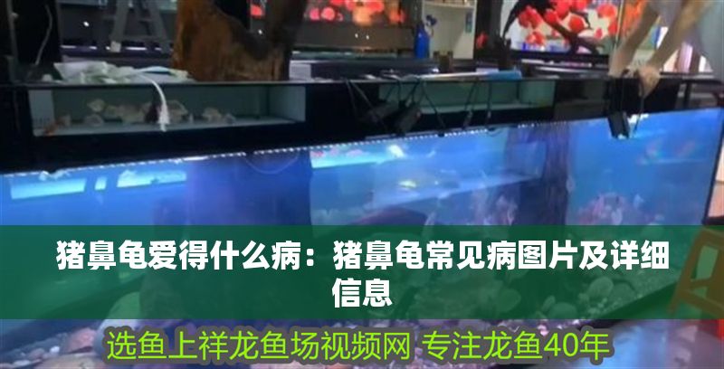 豬鼻龜愛得什么病：豬鼻龜常見病圖片及詳細信息