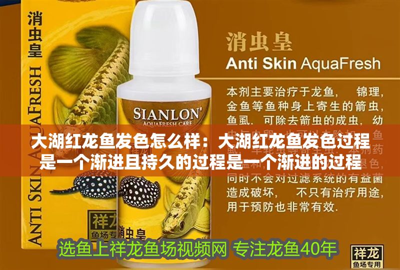 大湖紅龍魚發色怎么樣：大湖紅龍魚發色過程是一個漸進且持久的過程是一個漸進的過程