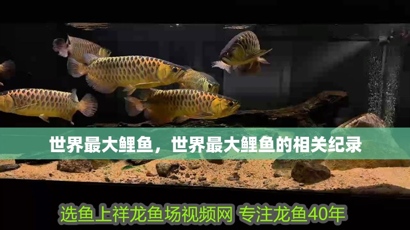 世界最大鯉魚，世界最大鯉魚的相關紀錄