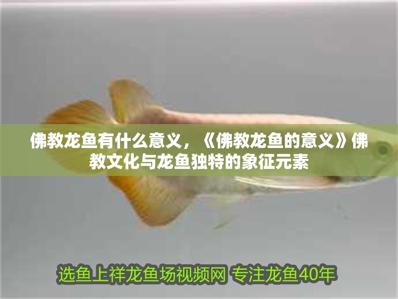 佛教龍魚有什么意義，《佛教龍魚的意義》佛教文化與龍魚獨特的象征元素