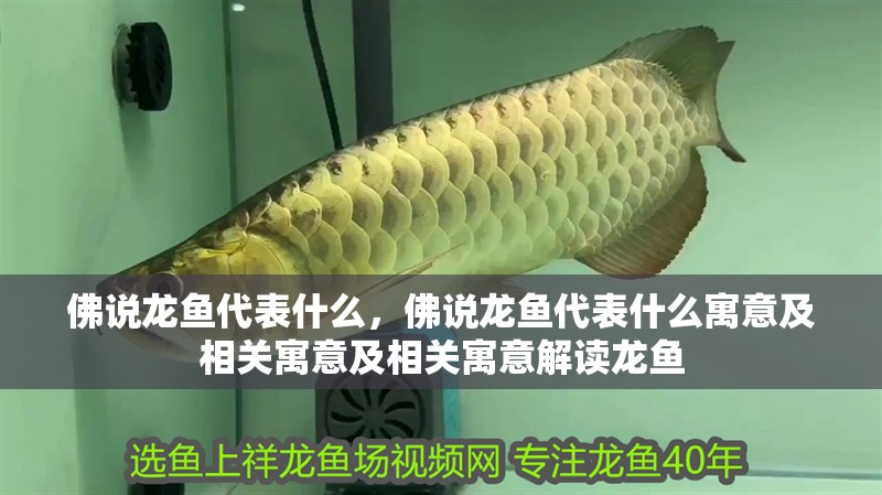 佛說龍魚代表什么，佛說龍魚代表什么寓意及相關寓意及相關寓意解讀龍魚