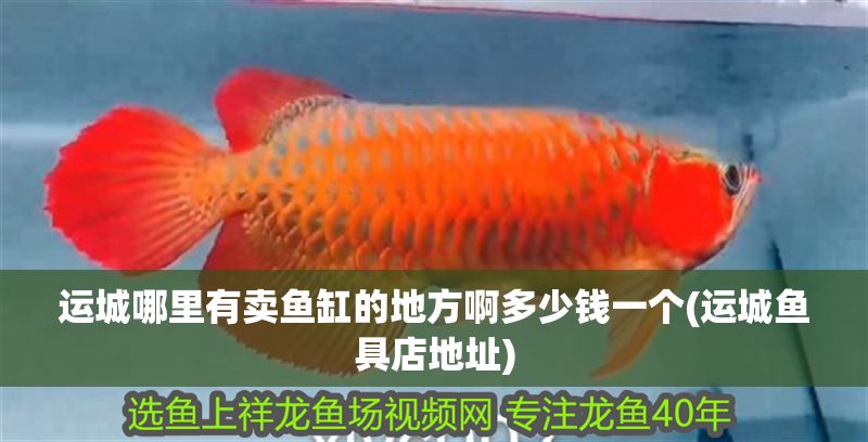運城哪里有賣魚缸的地方啊多少錢一個(運城魚具店地址)