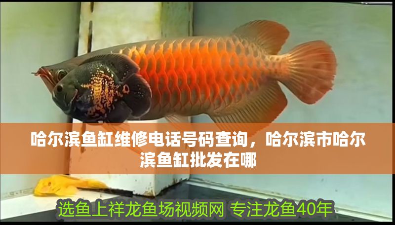 哈爾濱魚(yú)缸維修電話號(hào)碼查詢,哈爾濱市哈爾濱魚(yú)缸批發(fā)在哪 錦鯉魚(yú)百科 第1張 哈爾濱魚(yú)缸維修電話號(hào)碼查詢,哈爾濱市哈爾濱魚(yú)缸批發(fā)在哪 哈爾濱魚(yú)缸維修電話號(hào)碼查詢,哈爾濱市哈爾濱魚(yú)缸批發(fā)在哪 錦鯉魚(yú)百科 第1張