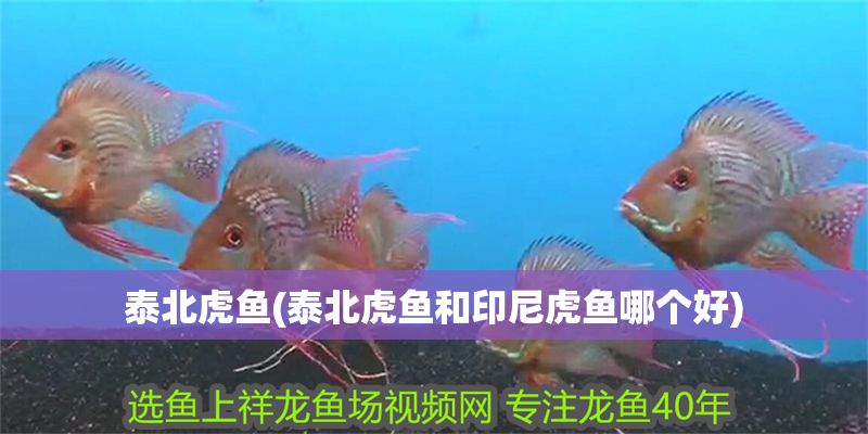 泰北虎魚(泰北虎魚和印尼虎魚哪個好)