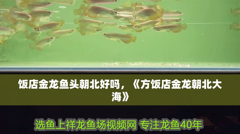 飯店金龍魚頭朝北好嗎，《方飯店金龍朝北大海》