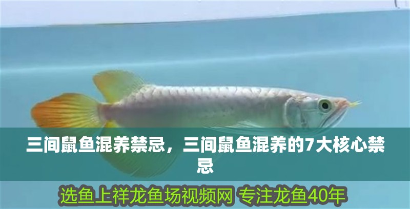三間鼠魚混養(yǎng)禁忌，三間鼠魚混養(yǎng)的7大核心禁忌
