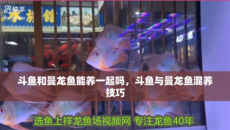 斗魚和曼龍魚能養一起嗎，斗魚與曼龍魚混養技巧