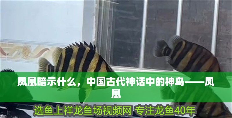 鳳凰暗示什么，中國古代神話中的神鳥——鳳凰