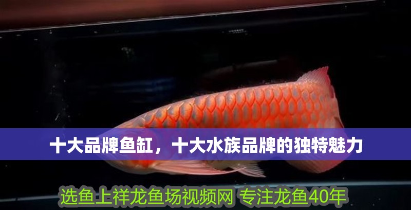 十大品牌魚缸，十大水族品牌的獨特魅力