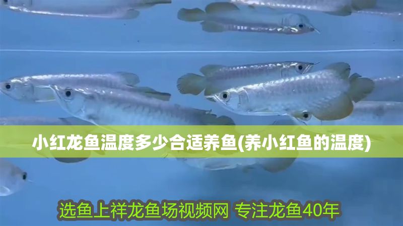 小紅龍魚溫度多少合適養魚(養小紅魚的溫度)