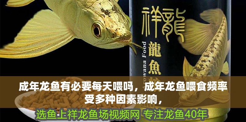 成年龍魚有必要每天喂嗎，成年龍魚喂食頻率受多種因素影響，