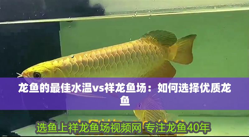 龍魚(yú)的最佳水溫vs祥龍魚(yú)場(chǎng)：如何選擇優(yōu)質(zhì)龍魚(yú)