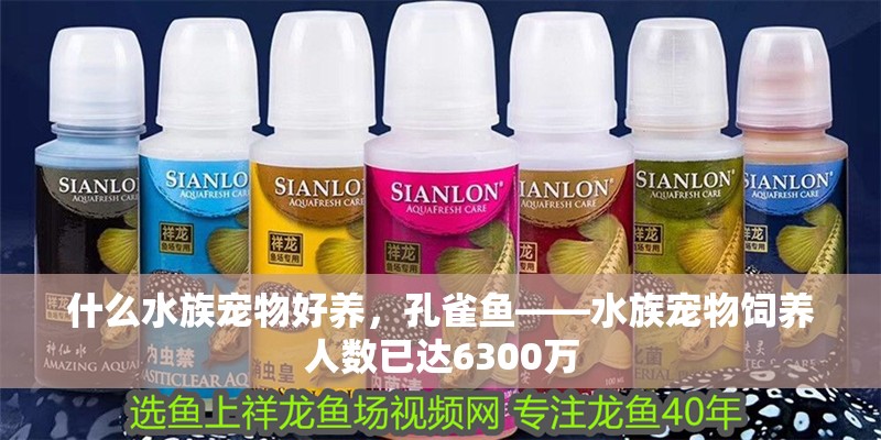 什么水族寵物好養，孔雀魚——水族寵物飼養人數已達6300萬