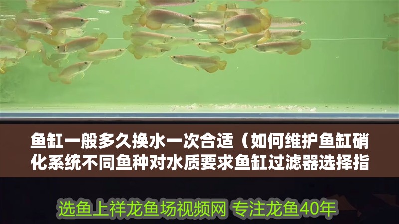 魚缸一般多久換水一次合適（如何維護魚缸硝化系統不同魚種對水質要求魚缸過濾器選擇指南）