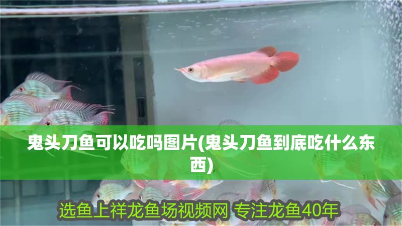鬼頭刀魚可以吃嗎圖片(鬼頭刀魚到底吃什么東西) 元寶鳳凰魚百科 第1張 鬼頭刀魚可以吃嗎圖片(鬼頭刀魚到底吃什么東西) 鬼頭刀魚可以吃嗎圖片(鬼頭刀魚到底吃什么東西) 元寶鳳凰魚百科 第1張