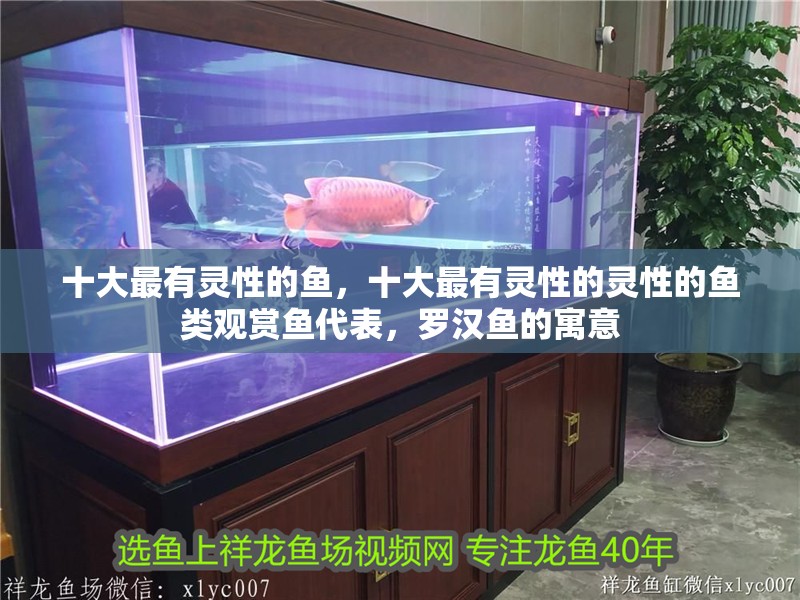十大最有靈性的魚，十大最有靈性的靈性的魚類觀賞魚代表，羅漢魚的寓意