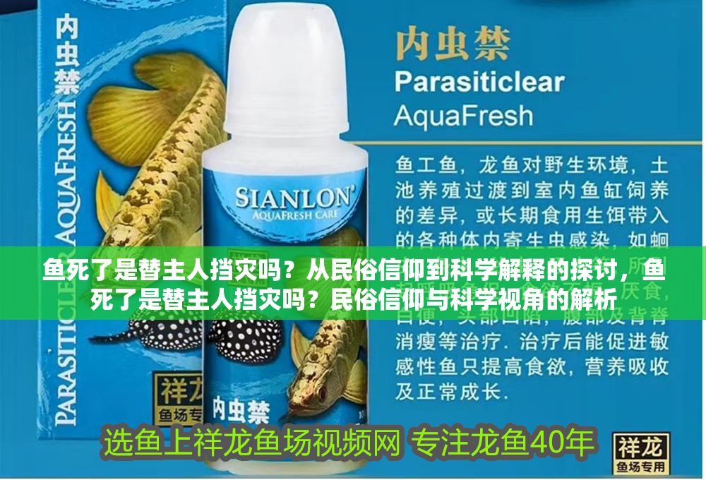 魚死了是替主人擋災嗎？從民俗信仰到科學解釋的探討，魚死了是替主人擋災嗎？民俗信仰與科學視角的解析