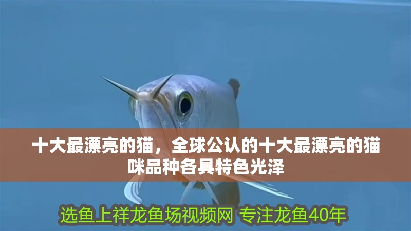 十大最漂亮的貓，全球公認(rèn)的十大最漂亮的貓咪品種各具特色光澤