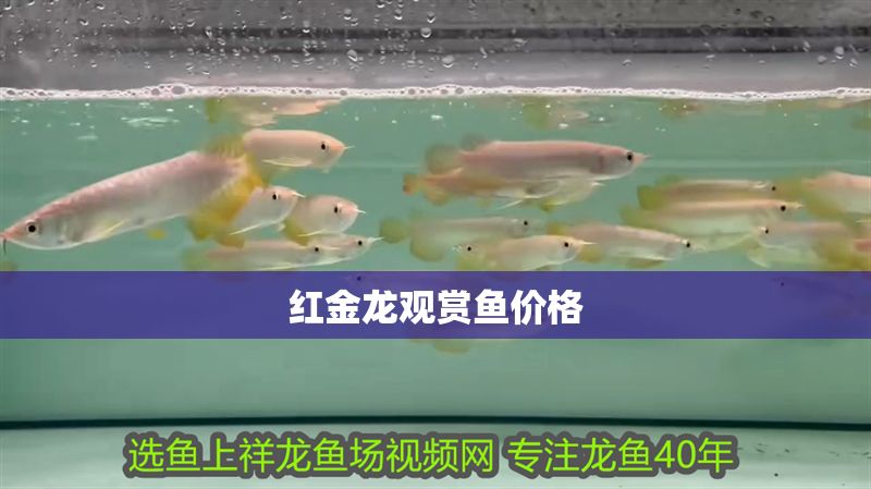 紅金龍觀賞魚價(jià)格 龍魚百科 第1張 紅金龍觀賞魚價(jià)格 紅金龍觀賞魚價(jià)格 龍魚百科 第1張