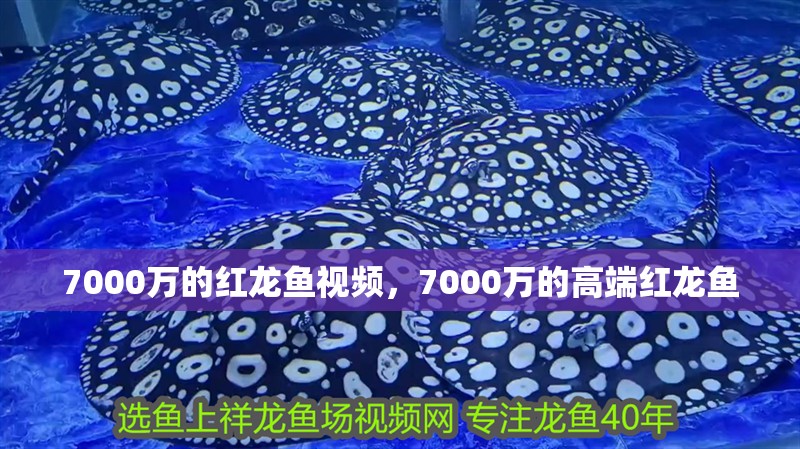 7000萬的紅龍魚視頻，7000萬的高端紅龍魚