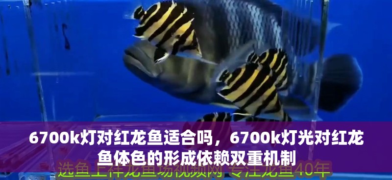 6700k燈對紅龍魚適合嗎，6700k燈光對紅龍魚體色的形成依賴雙重機制