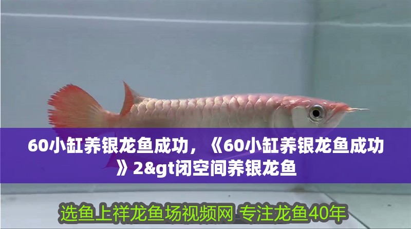 60小缸養銀龍魚成功，《60小缸養銀龍魚成功》2&gt閉空間養銀龍魚