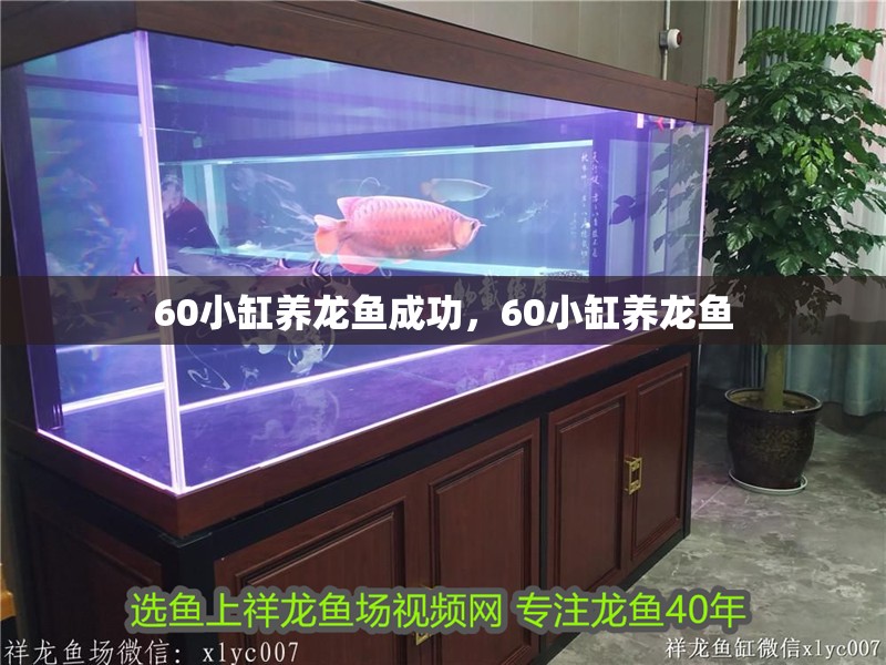 60小缸養龍魚成功，60小缸養龍魚