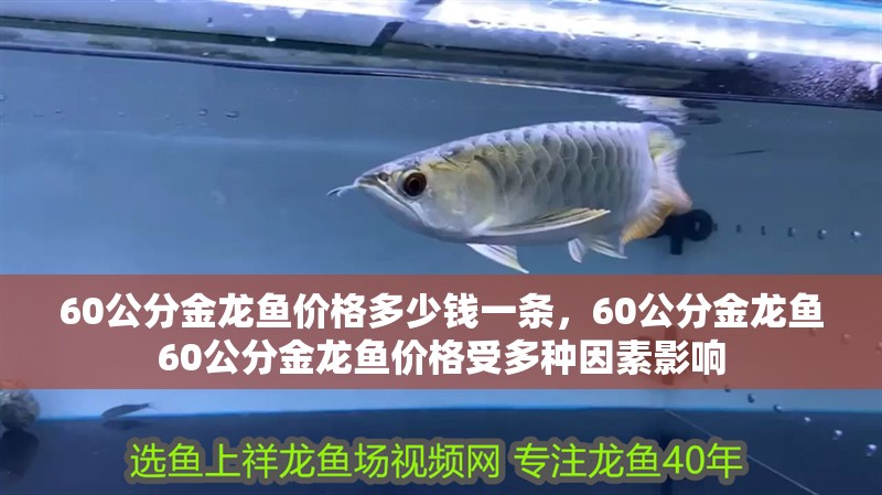 60公分金龍魚價格多少錢一條，60公分金龍魚60公分金龍魚價格受多種因素影響
