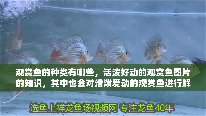 觀賞魚的種類有哪些，活潑好動的觀賞魚圖片的知識，其中也會對活潑愛動的觀賞魚進行解釋