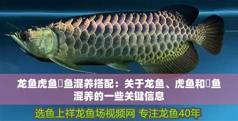 龍魚(yú)虎魚(yú)魟魚(yú)混養(yǎng)搭配:關(guān)于龍魚(yú)、虎魚(yú)和魟魚(yú)混養(yǎng)的一些關(guān)鍵信息