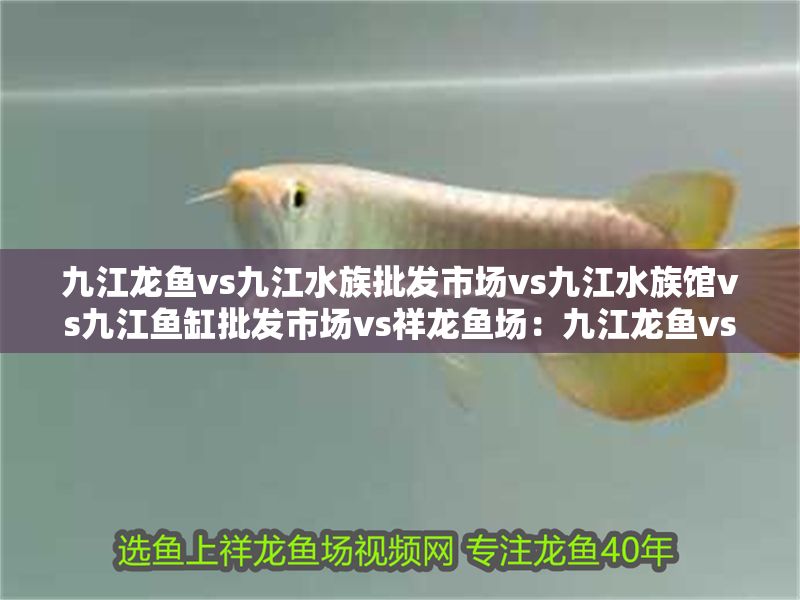 九江龍魚vs九江水族批發(fā)市場(chǎng)vs九江水族館vs九江魚缸批發(fā)市場(chǎng)vs祥龍魚場(chǎng)：九江龍魚vs九江水族批發(fā)市場(chǎng)vs祥龍魚缸批發(fā)市場(chǎng)vs祥龍魚場(chǎng)