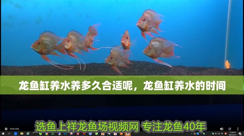 龍魚(yú)缸養(yǎng)水養(yǎng)多久合適呢，龍魚(yú)缸養(yǎng)水的時(shí)間
