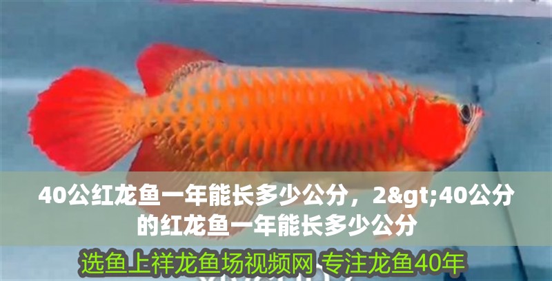 40公紅龍魚一年能長多少公分，2>40公分的紅龍魚一年能長多少公分