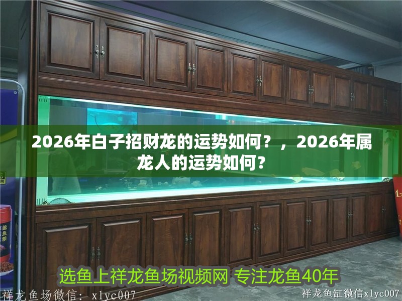 2026年白子招財龍的運勢如何？，2026年屬龍人的運勢如何？