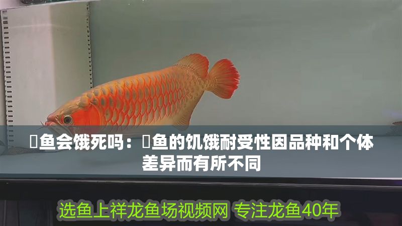 魟魚會餓死嗎：魟魚的饑餓耐受性因品種和個體差異而有所不同