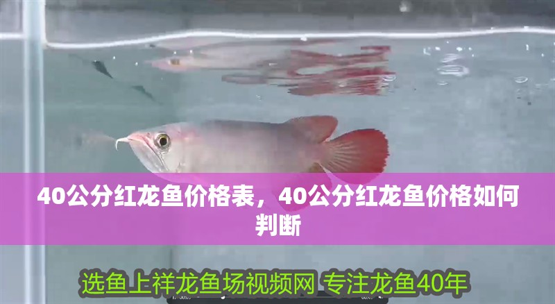 40公分紅龍魚價格表，40公分紅龍魚價格如何判斷