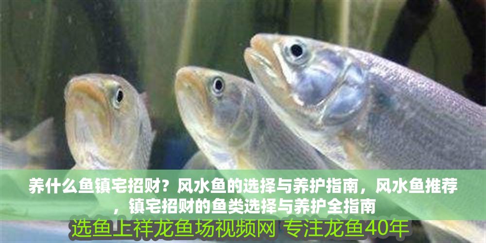 養什么魚鎮宅招財？風水魚的選擇與養護指南，風水魚推薦，鎮宅招財的魚類選擇與養護全指南
