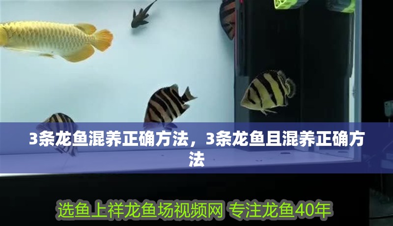 3條龍魚混養正確方法，3條龍魚且混養正確方法