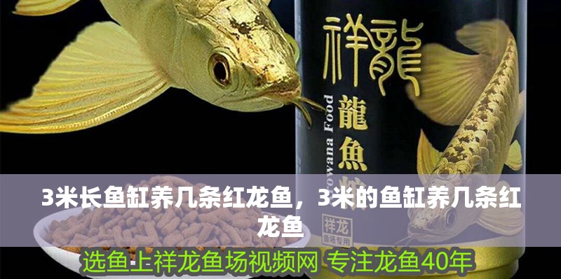 3米長魚缸養幾條紅龍魚，3米的魚缸養幾條紅龍魚